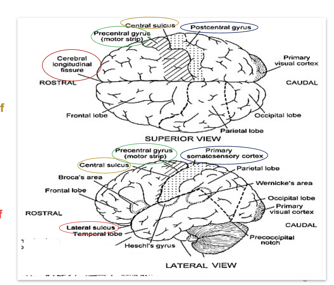 <p><span style="color: rgb(0, 0, 0);"><span>Central or Medial<br>Longitudinal Fissure<br>• Central Sulcus (Fissure of Rolando - Rolandic Fissure)<br>• Precentral Gyrus (Motor Strip)<br>• Post Central Gyrus (Primary Somatosensory<br>Cortex, Sensory Strip)<br>• Lateral Sulcus (Fissure of Sylvius - Sylvian Fissure)</span></span></p>