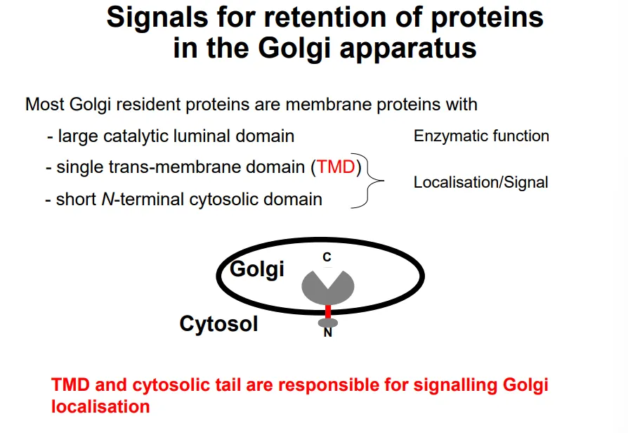 <ul><li><p>the large <strong>luminal domain</strong> of golgi resident proteins is functional <strong>enzymatically </strong>eg. to make polysaccharides </p></li><li><p>this is attached to a<strong> trans-membrane domain</strong> and a short <strong>N-terminal cytoplasmic domain</strong>, which act as a <strong>secondary structure </strong>signal</p></li></ul><p></p><ul><li><p>the different organelles in the secretion pathway have different <strong>lipid compositions</strong>, so the <strong>membrane thicknesses increase</strong> from ER → golgi → PM</p></li><li><p>this means that the <strong>TMDs </strong>of membrane proteins also <strong>increase </strong>in length, so they may be <strong>rejected </strong>if they are foreign to each organelle (eg. the hydrophobic region isn’t long enough, so charged residues clash with the fatty acid tails)</p></li></ul><p></p>