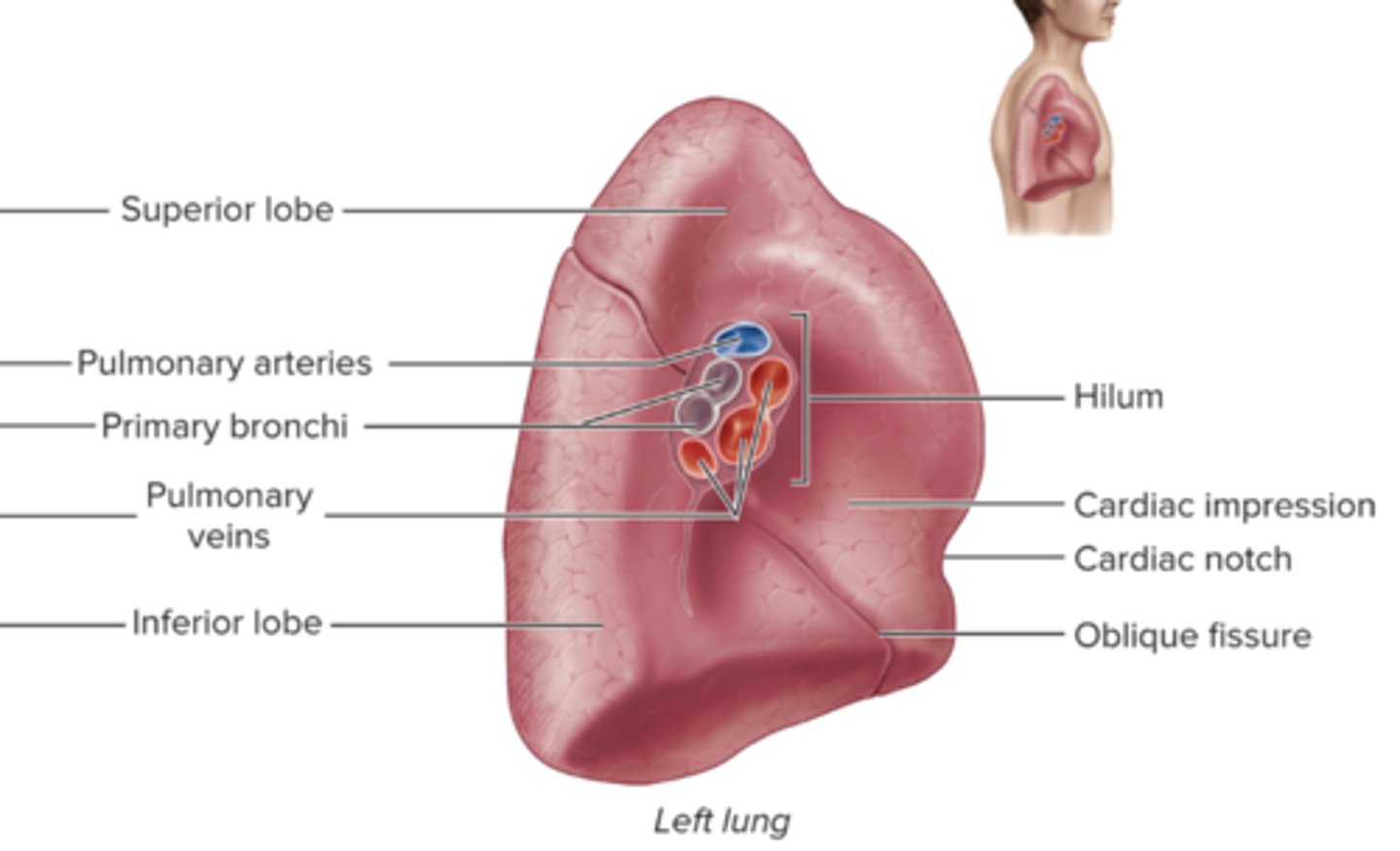 <p>Left lung has only superior and inferior lobes</p>