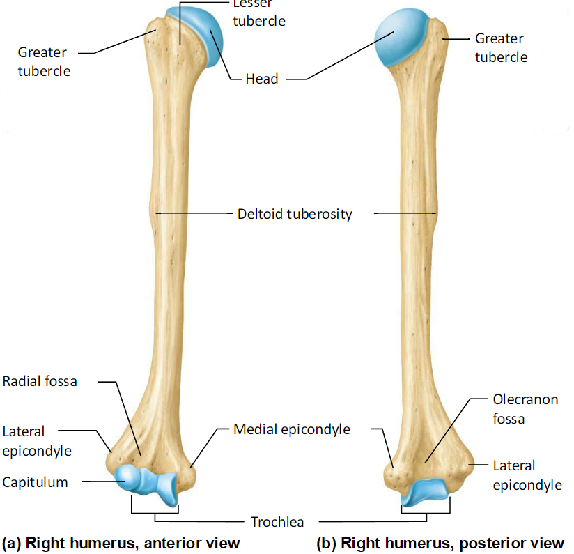 <ul><li><p>Upper arm bone</p></li><li><p>Articulates with:</p><ul><li><p>Glenoid cavity &amp; scapula</p></li><li><p>radius &amp; ulna</p></li></ul></li><li><p>Consists of:</p><ul><li><p><strong>Head</strong>: proximal end</p></li><li><p><strong>Anatomical neck</strong>: constriction inferior to head</p></li><li><p><strong>Greater Tubercle</strong>: rotator cuff attachment sites</p><ul><li><p>Greater tubercle, lesser sulcus</p></li></ul></li><li><p><strong>Surgical Neck</strong>: most frequently fractured</p></li><li><p><strong>Deltoid Tuberosity</strong>: site of delt attachment</p></li><li><p><strong>Radial Groove</strong>: radial nerve</p></li><li><p><strong>Trochlea</strong>: distal hourglass condyle</p></li><li><p><strong>Capitulum</strong>: distal ball-shaped condyle</p></li><li><p><strong>Medial &amp; Lateral</strong> Epicondyles</p></li><li><p><strong>Medial &amp; Lateral</strong> Supracondyle Ridges</p></li><li><p><strong>Fossae</strong>: coronoid, olecranon, radial</p></li></ul></li></ul><p></p>