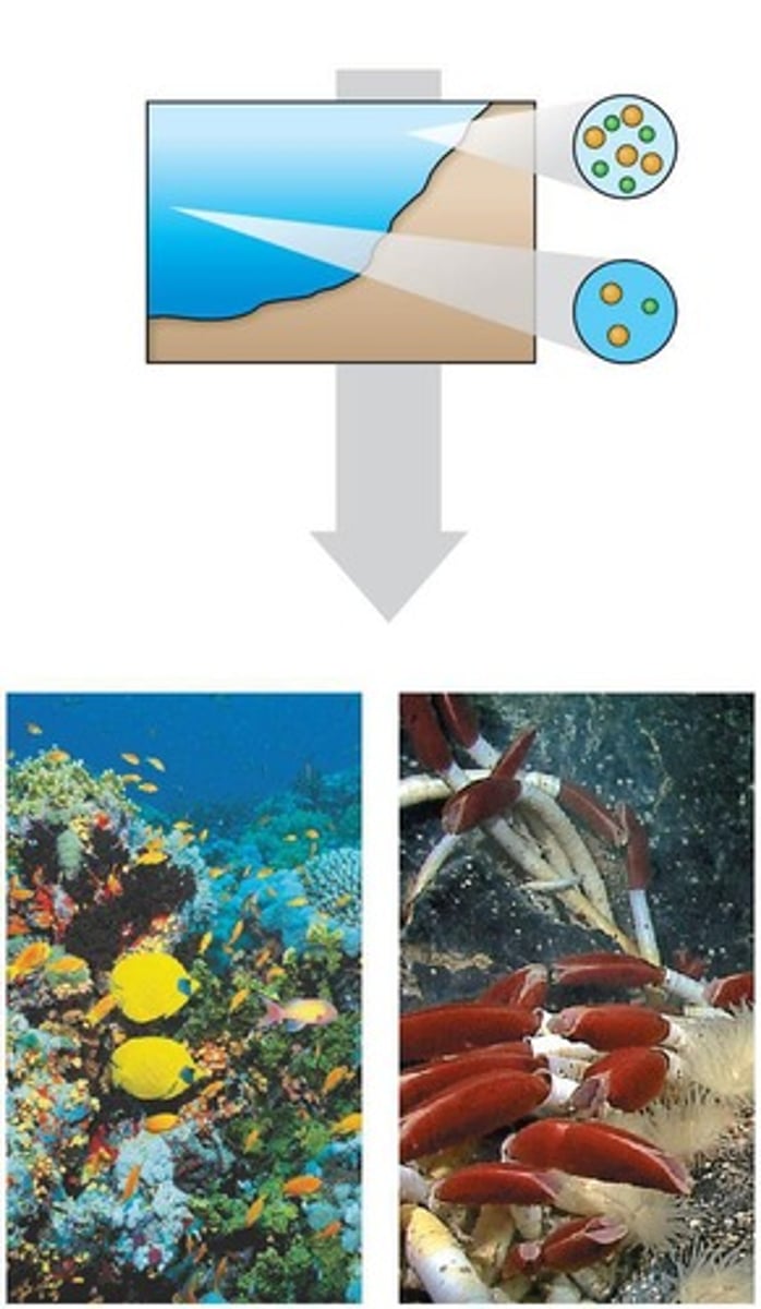 <p>Light-penetrated layer in aquatic biomes.</p>