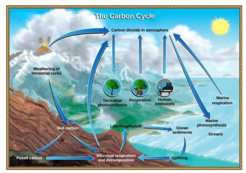 <p>sediment:</p><ul><li><p>carbon can be stored in rocks, soil, and the compressed in the form of fossil fuels</p></li><li><p>water can wash the carbon out of soil and weather it out of rocks, pulling the carbon into the ocean where it forms CO3 (carbonate) and CaCO3 (calcium carbonate)</p></li><li><p>calcium carbonate is used in the shells of sea creatures, and it forms limestone</p></li></ul><p>organisms:</p><ul><li><p>photosynthesis converts CO2 into glucose, removing carbon from the atmosphere</p></li><li><p>plants die or are eaten and the carbon is exhaled by consumers through cellular respiration</p></li><li><p>organisms die and reform</p></li></ul><p></p>