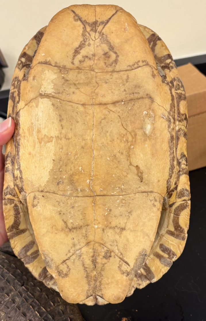 <p>What is this side</p>