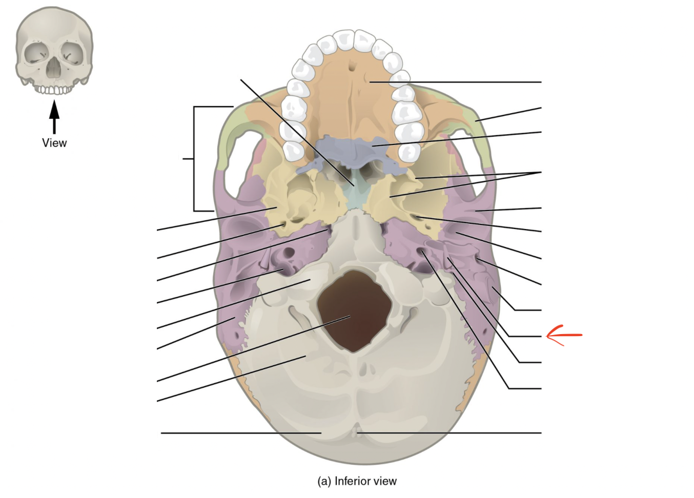 <p>Elongated, pin-like process on inferior side</p>