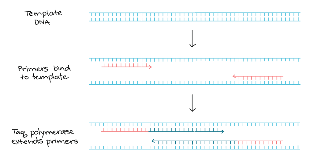 <p>Primers by definition, initiate actions. In this case, PCR primers are required to initiate PCR. </p>