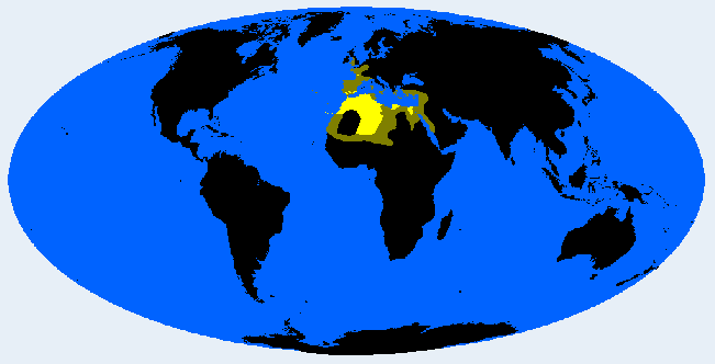 <p>Berberid (Mediterranid)</p>