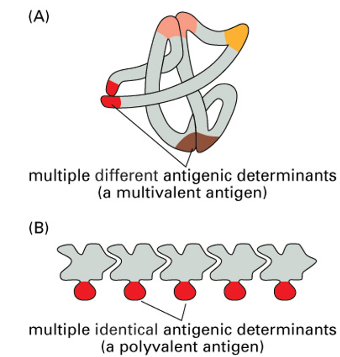 <ul><li><p>large molecules can have multiple structural features (epitopes) that act as antigenic determinants</p></li><li><p>usually the molecule has different structural features</p></li><li><p>for some molecules (eg polysaccharides), the same structure is present in multiple copies</p></li></ul><p></p>