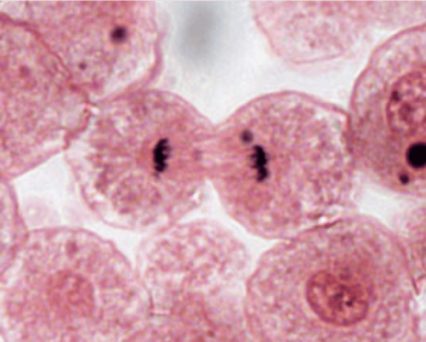 <p>Chromatids reach poles, nuclear envelope re-forms.</p>