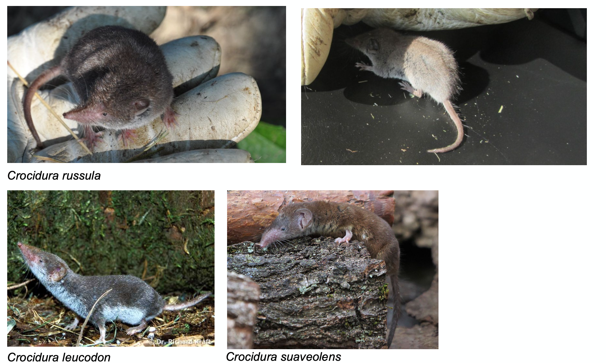 <p><strong>Beschreibung</strong></p><p class="p1"><span style="line-height: normal;"><span>− </span></span>Schwanz mit Wimpernhaaren</p><p class="p1"><span style="line-height: normal;"><span>− </span></span>Ohren gut sichtbar</p><p class="p1"><span style="line-height: normal;"><span>− </span></span>Fellfärbung oberseits graubraun, unterseits weiss-hellgrau</p><p class="p1"><strong>In der Schweiz 3 Arten</strong></p><p class="p1"><span style="line-height: normal;"><span>− </span></span><em>C. russula </em>Hausspitzmaus (RL LC)</p><p class="p1">Jura, Mittelland, Voralpen, Wallis</p><p class="p1"><span style="line-height: normal;"><span>− </span></span><em>C. suaveolens </em>Gartenspitzmaus (RL VU)</p><p class="p1">Tessin, Südostschweiz</p><p class="p1"><span style="line-height: normal;"><span>− </span></span><em>C. leucodon </em>Feldspitzmaus (RL VU)</p><p class="p1">deutliche Abgrenzung der Ober- und Unterseitenfärbung an der Flanke</p>