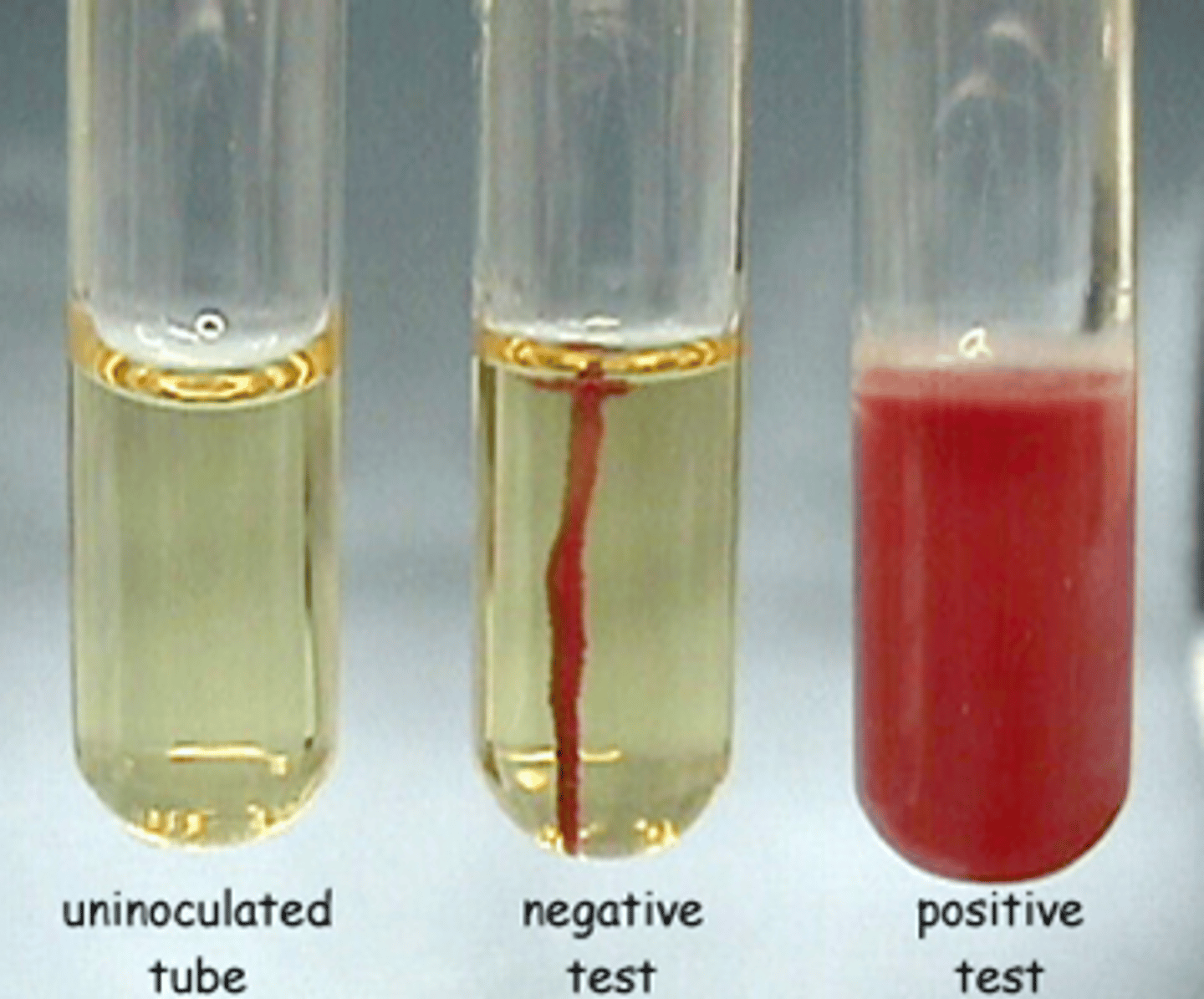 <p>Raspberry colored growth along the stab line only</p>