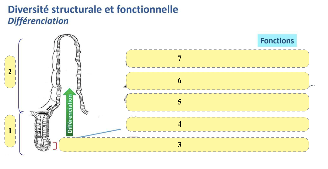 <p>Sur la diversité structurale et fonctionelle des cellules épithéliales de l’intestin.<br>Qu’est ce que c’est 4? Quelles sont leurs caractéristiques ?</p>