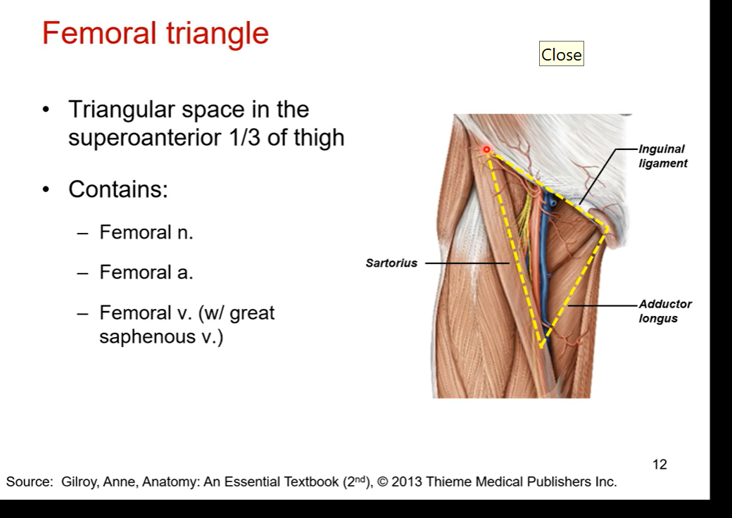 <p>triangular space in the superoanterior top 1/3 of thigh. </p><p>space borders inguinal ligament ( most superior border), sartorius muscle ( lateral border), and adductor longus (medial border)  at the border</p><p></p><p>contains:</p><p>femoral nerve</p><p>femoral artery </p><p>femoral vein ( with great saphenous vein)</p><p></p><p>blue in pic is femoral vein ( most medial). femoral nerve in yellow (most lateral). red artery </p>