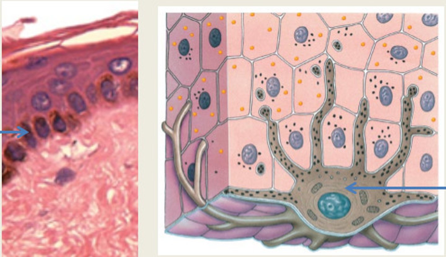 <p>cell that produces brown pigment in the epidermis</p>