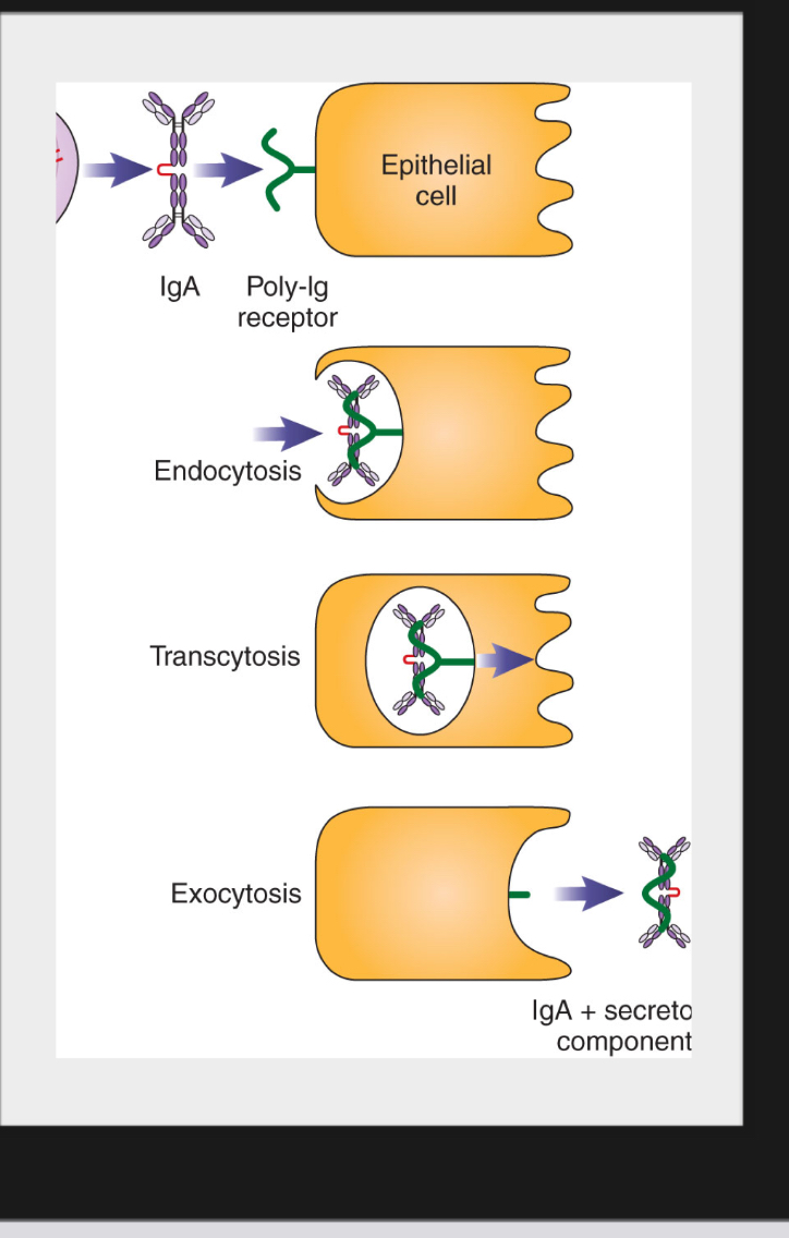 <p>Is synthesized in plasma cells found mainly in mucosal-associated lymphoid tissue and beneath mucosal epithelium.</p><p>Is released in dimeric form</p><p>Is captured by poly-Ig receptor which transports it across epithelial cells.</p><p>When released, the IgA has part of the poly-Ig receptor still attached.</p><p>The part derived from receptor remaining is called secretory component (SC)</p>