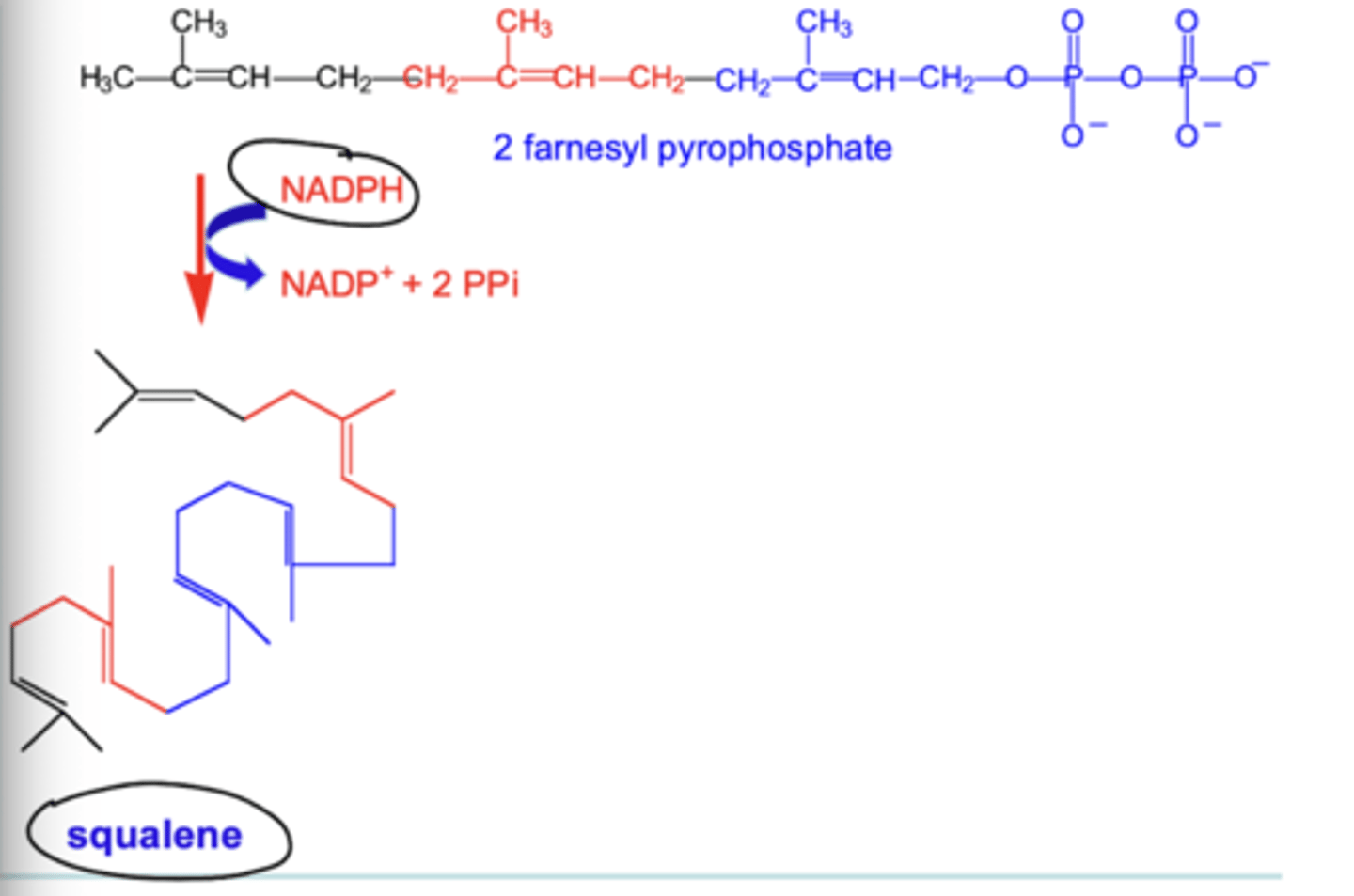 <p>Squalene synthase catalyzes head-to-head condensation of 2 farnesyl PPs with NADPH reduction to yield squalene</p>