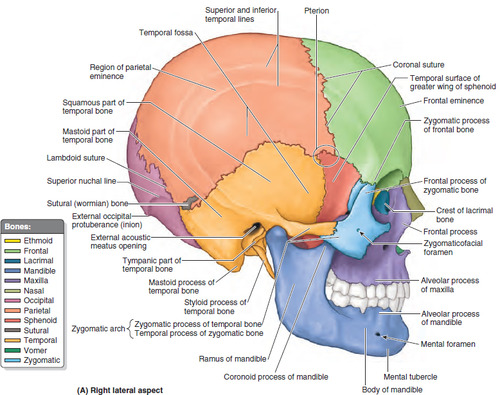 <p>masteroid process, external auditory meatus, styloid process</p>