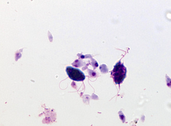<p>Tritrichomonas</p>
<p>Note: This is a protozoal bacteria that can cause diarrhea in cats</p>
