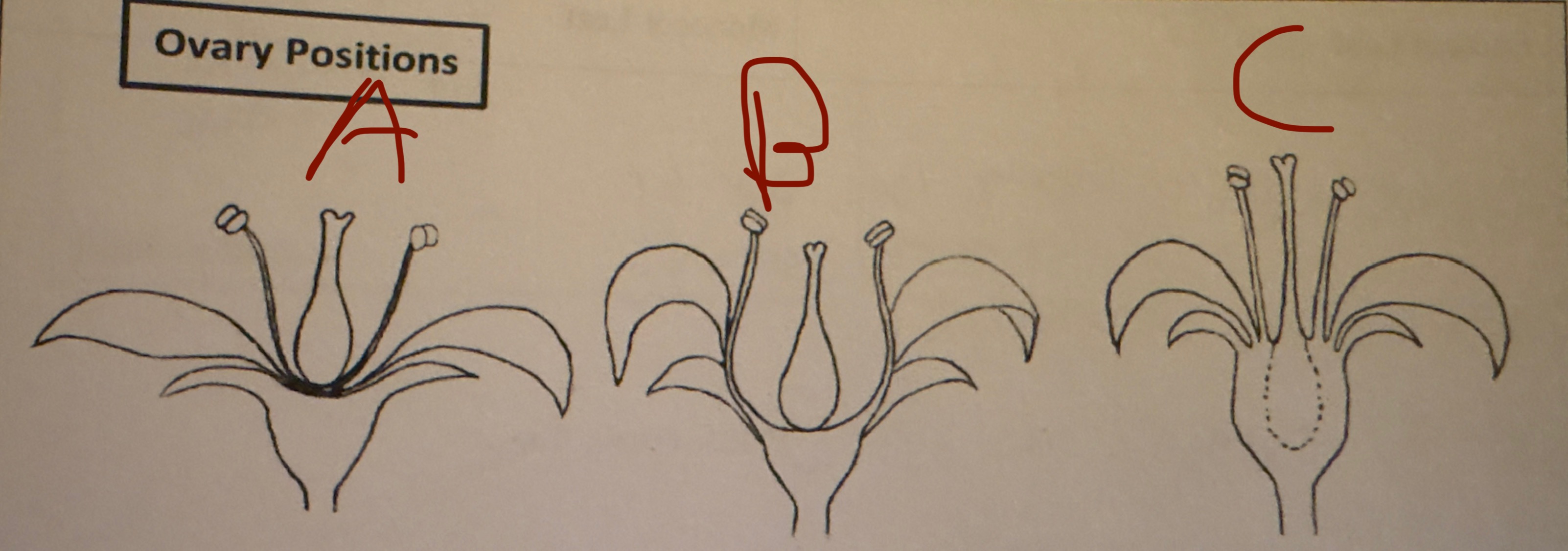<p>A?</p>