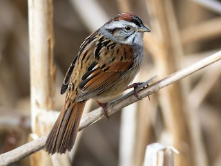 <p>Swamp Sparrow</p>