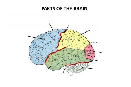 Where is central sulcus?