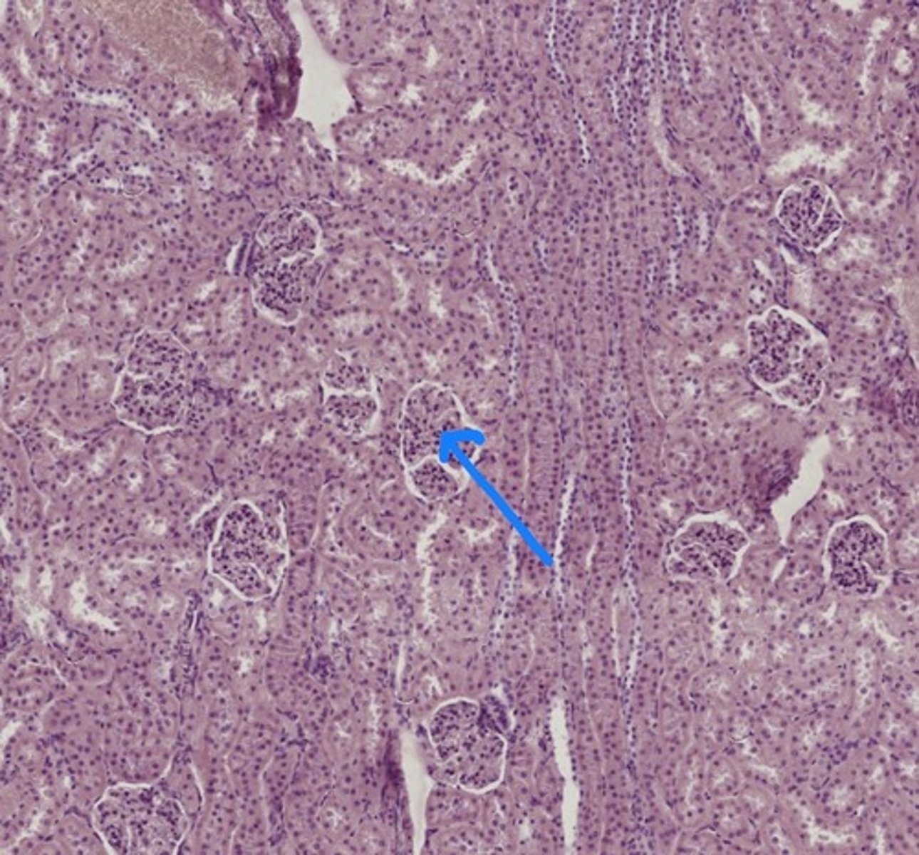 <p>Name the structure</p>