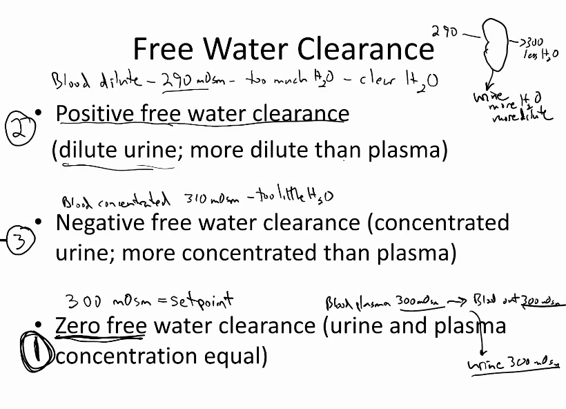 1\. zero free water clearance (urine and plasma concentration equal)

2\. positive free water clearance (dilute urine; more dilute than plasma)

3\. negative free water clearance (concentrated urine; more concentrated than plasma)