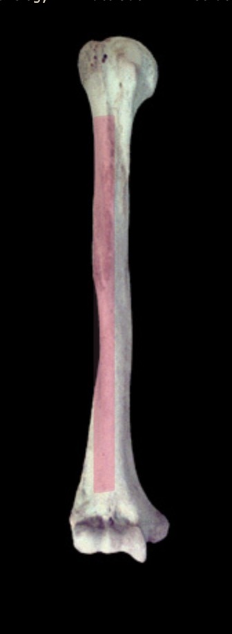 <p>What structure is this? </p>