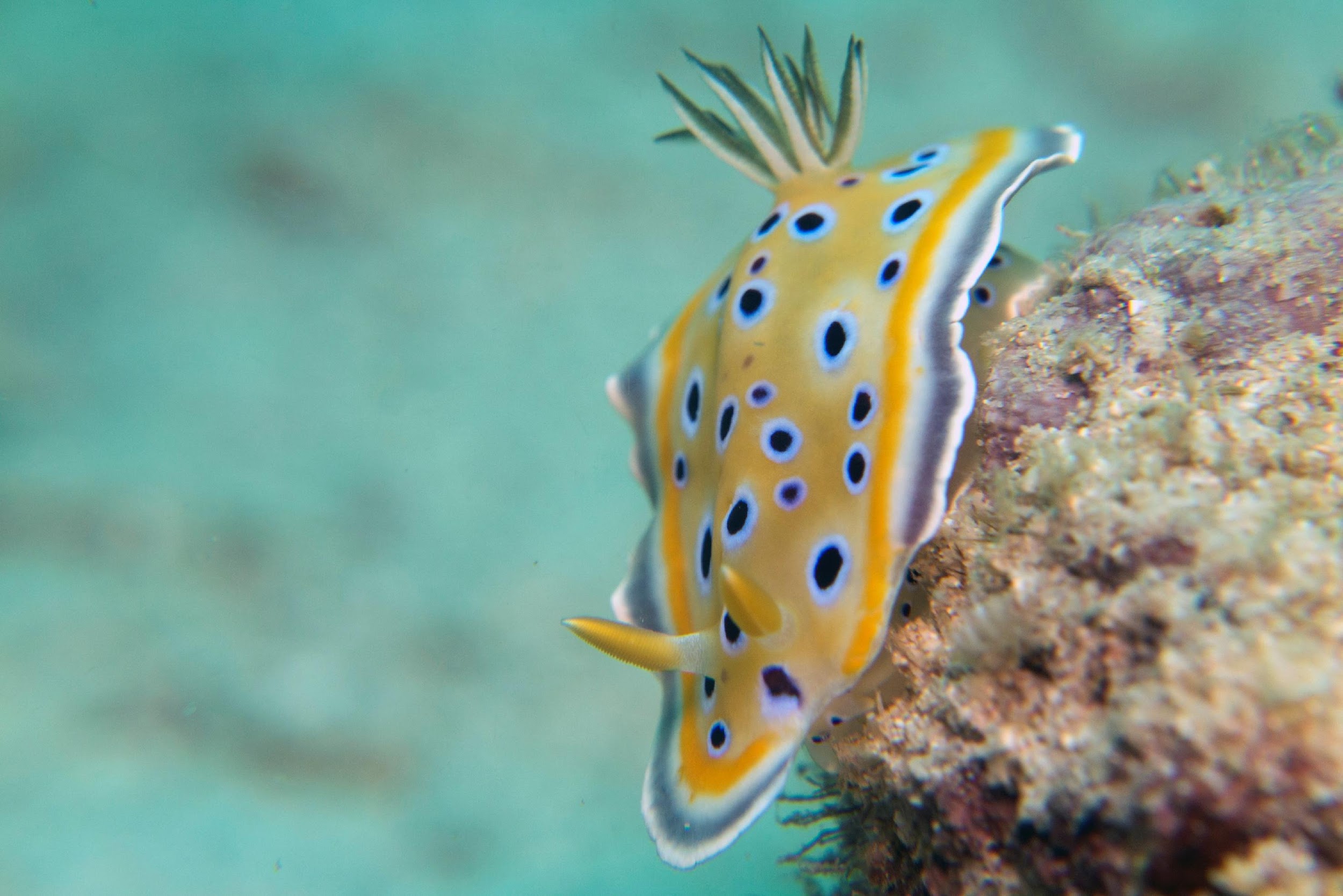 <p>Sea snail without shell<br>Exposed respiratory gills</p>