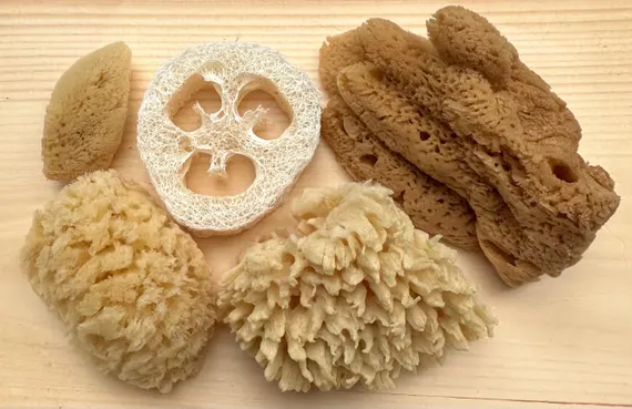 <p>Some demosponges have _______ (complex network of collagen), but no spicules and were used for bathing. </p>