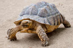 <p>How can you tell that this is a tortoise?</p>