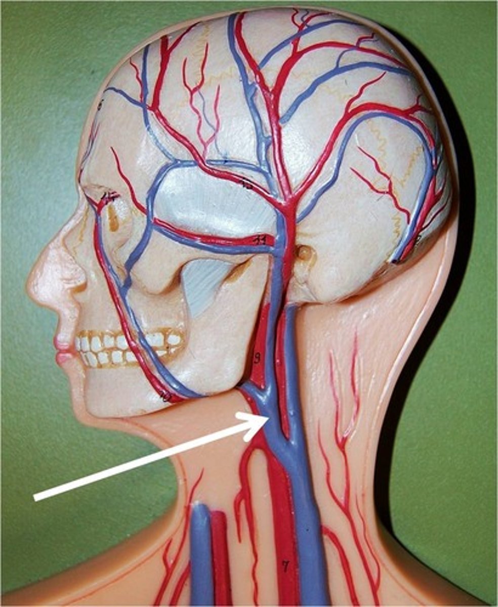 <p>blood flows from the brain and superficial facial vein flows into</p>