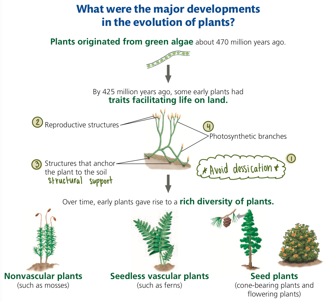 <ul><li><p><strong>Evolutionary transitions</strong></p><ol><li><p><strong>Avoid desiccation (drying out)</strong></p><ul><li><p>stunted growth or failed blooms</p></li><li><p><span style="color: #ffffff"><strong><mark data-color="#8b9b6f" style="background-color: #8b9b6f; color: inherit">Structures: Waxy cuticle &amp; stomata</mark></strong></span></p></li></ul></li><li><p><strong>Dispersing reproductive cells into the air</strong></p><ul><li><p>Male gametes need to reach the female gametes using new strategies (swimming is not possible, land is dry)</p></li><li><p>Gametes &amp; zygotes must be protected from desiccation</p></li></ul></li><li><p><strong>Structural support</strong></p><ul><li><p>Land plants maintain stability via roots (anchor them into the soil)</p></li><li><p>Rigid stems &amp; woody tissues provide solid support</p></li></ul></li><li><p><strong>Capturing &amp; filtering sunlight</strong></p><ul><li><p>Air does not filter out mutagenic solar radiation</p></li></ul></li></ol></li><li><p><strong>Water</strong></p><ul><li><p>Plants are still fully dependent on water</p></li><li><p>Require a moist environment for reproduction</p></li></ul></li></ul><p></p>