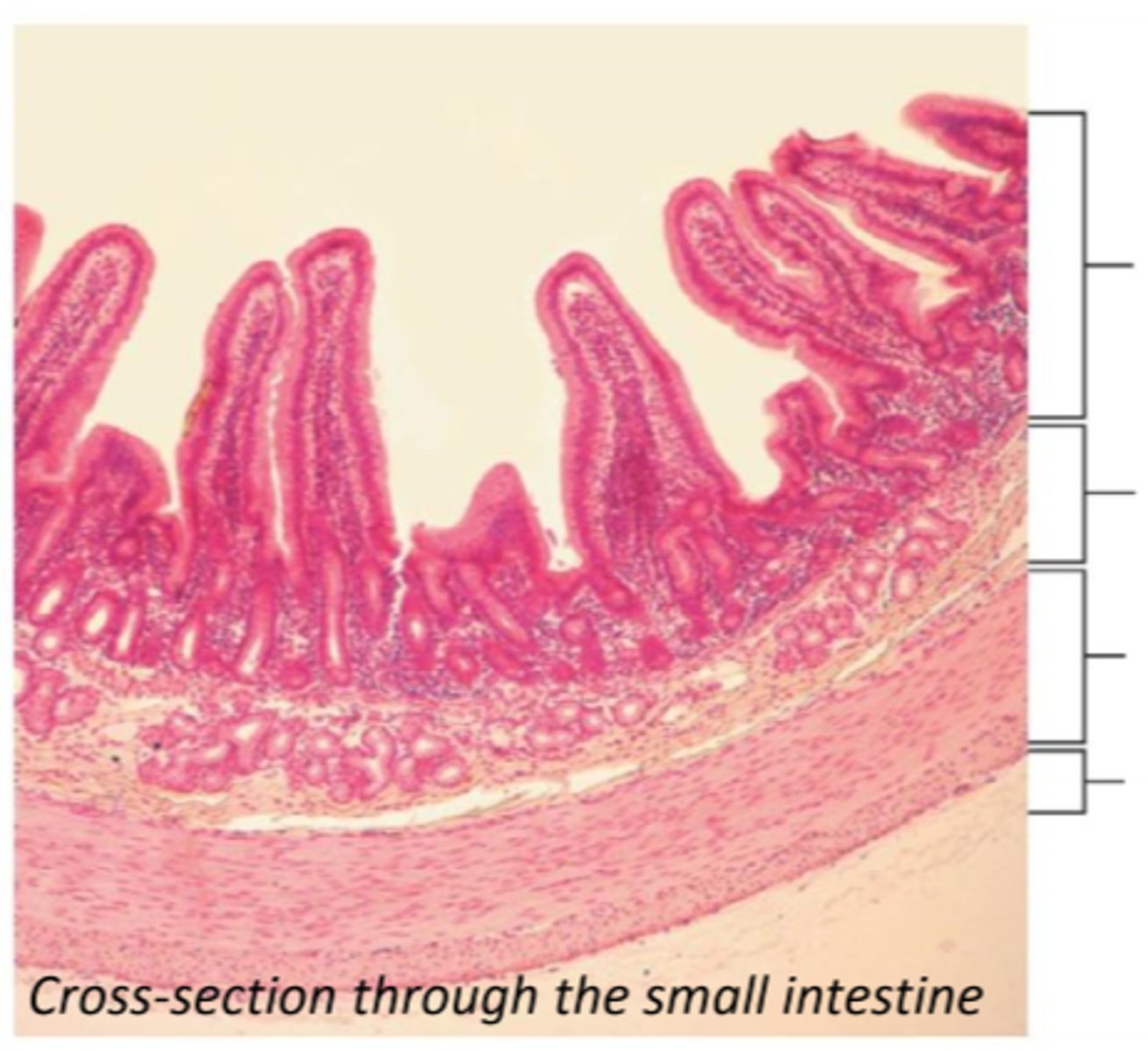 <p>four layers of the GI Wall</p>