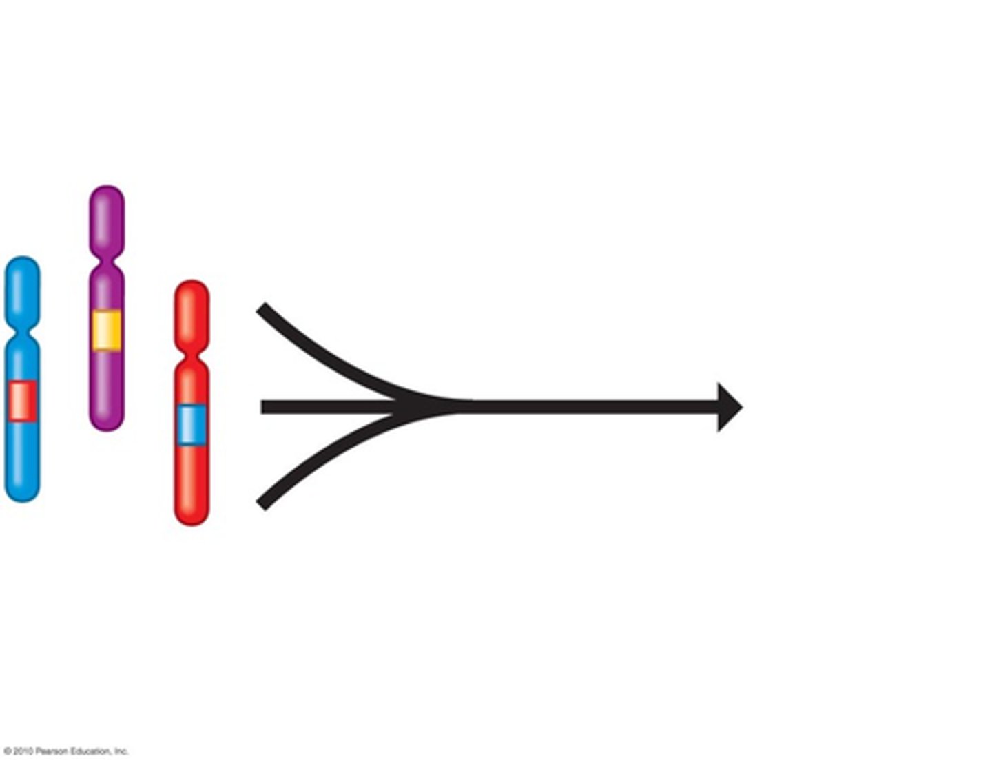 <p>Many diseases have a genetic component, albeit without a specific identifiable gene mutation (Ex: coronary artery disease, hypertension, gout, and diabetes mellitus)</p><p>- Multiple genes and environment determine one trait</p><p>These conditions have a multifactorial inheritance pattern. Most likely follow polygenic inheritance</p>