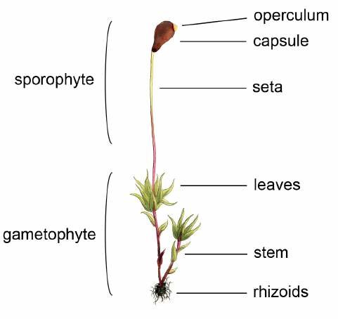 <p>The multicellular <strong>diploid phase</strong> in the life cycle of plants that produces spores through meiosis</p>