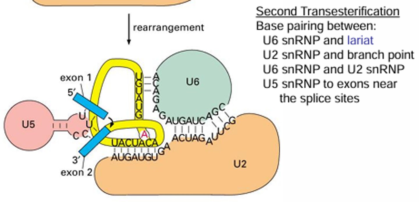 <p>The U6 still holds the same base pairing while U5 binds with two exons in order to hold them close together for the final transesterification to occur.</p>