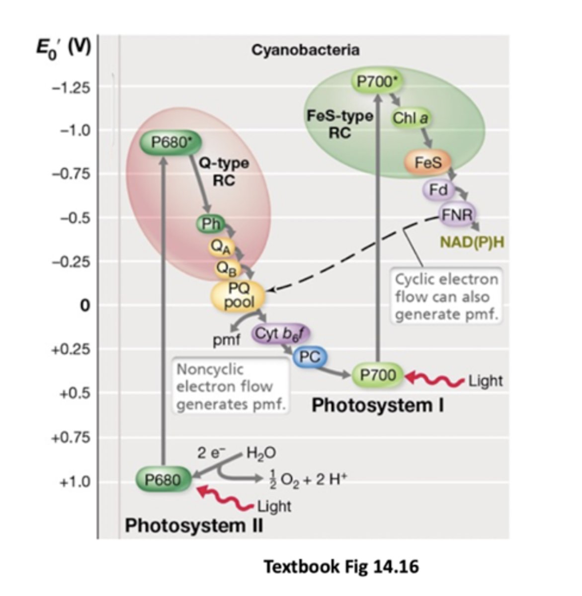 <p>water (sulfur compounds for anoxgenic bacteria like purple bacteria e.g. H2S)</p>