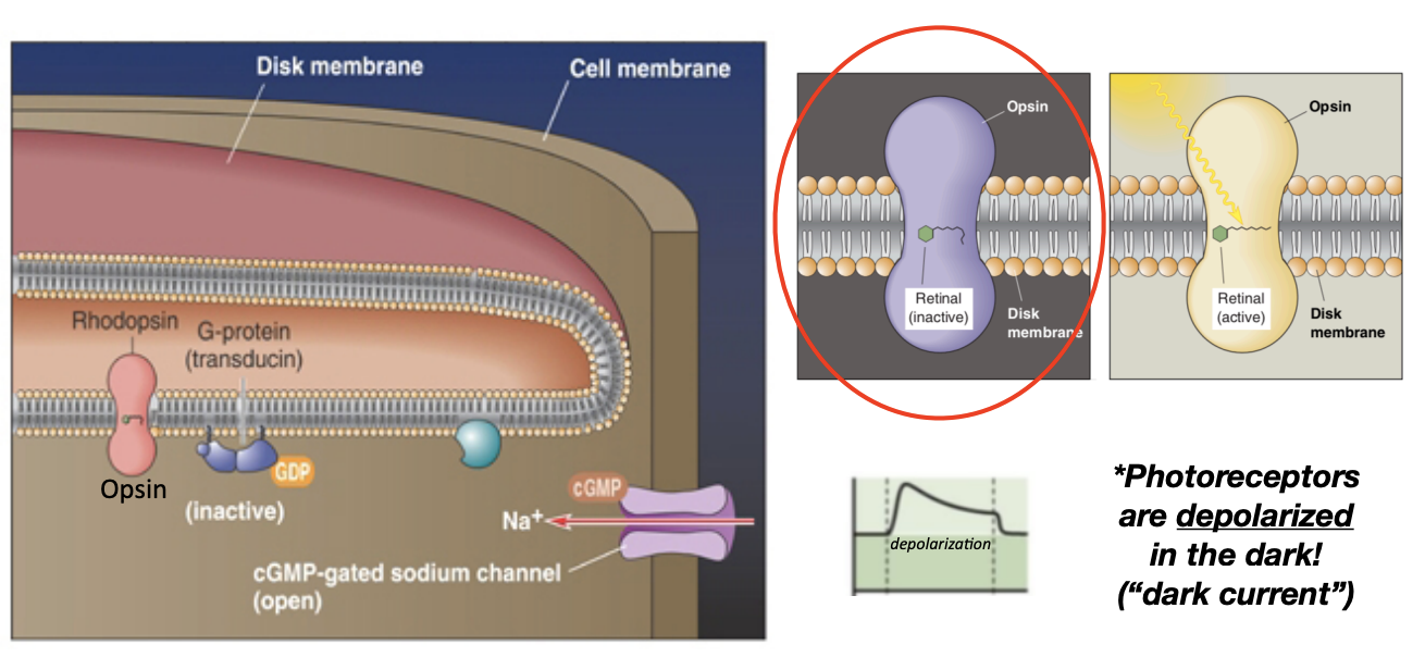 <p>1. Retinal within the opsin protein is not activated (“bent”/ inactive form) </p><p>2. Thus, transducin (G-protein) is not activated </p><p>3. Phosphodiesterase (PDE) is therefore not activated </p><p>4. Without PDE activity, Na+ channels are open, allowing Na+ influx, which causes the photoreceptor to depolarize</p>