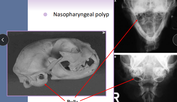 <ul><li><p><strong>Pinna Lacerations: </strong>partial thickness vs amputation<br><strong>Aural hematoma:</strong><span style="color: red;"> longitudinal planar fracture of articular cartilage</span></p><ul><li><p>obliterate dead space (incision+suture, CO₂ laser, steroid infusion)</p></li></ul></li><li><p><strong>Lateral ear canal resection</strong>: for <span style="color: red;"><u>otitis externa</u> only / vertical</span>, small lateral neoplasia</p><ul><li><p>remove lateral wall of the vertical ear canal</p></li><li><p>New opening is at junction of vertical and horizontal canal</p><ul><li><p><strong><u>must still Medicate ear</u></strong></p></li></ul></li></ul></li><li><p><strong>Vertical ear canal resection</strong>: confined<span style="color: red;"> <u>vertical otitis</u> (normal horizontal)  better cosmetic sx</span></p></li><li><p><strong>Total ear canal ablation TECA + lateral bulla osteotomy BO</strong>: <span style="color: red;">chronic otitis</span>, neoplasia</p></li><li><p><strong>Ventral bulla osteotomy</strong><span style="color: red;">: cats neoplasia, polyps</span></p><ul><li><p>increased exposure to tympanic cavity and bulla drainage </p></li><li><p><strong><u>Cats have </u></strong><span style="color: red;"><strong><u>two</u></strong></span><strong><u> bulla compartments</u></strong></p></li></ul></li></ul><p></p>