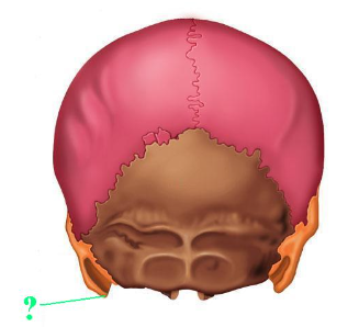 <p><span>Identify the indicated bone marking (projection).</span></p>