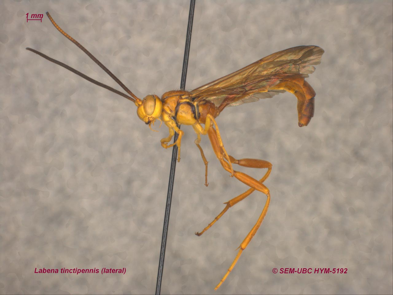 <p>metasoma attached to propodeum above metacoxal usually<br>no&nbsp;dorsal notch on ovipositor</p>