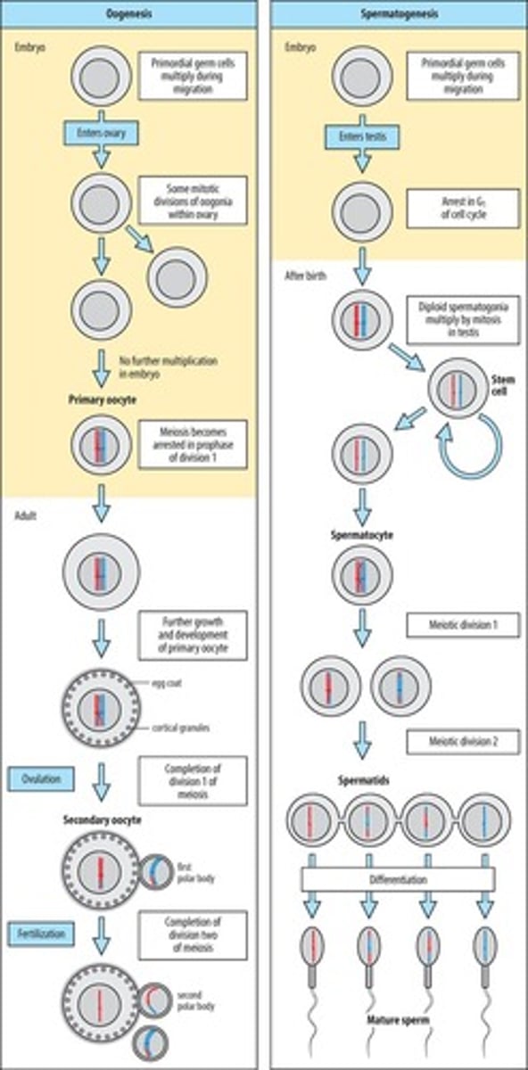 <p>Development of female gametes in mammals.</p>