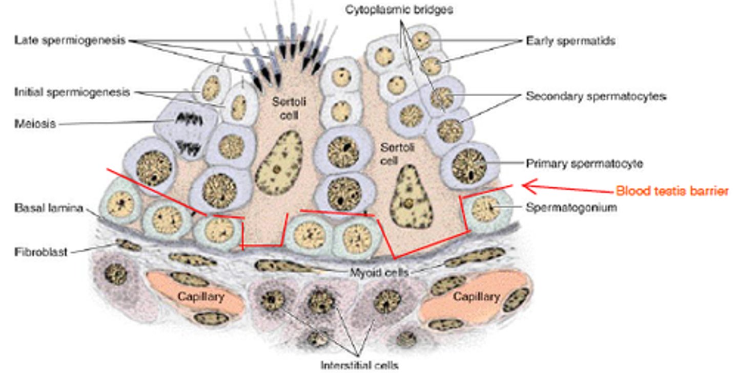 <p>Prevents immune attack on developing sperm.</p>