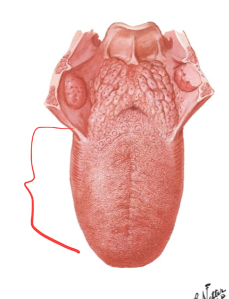 <p>the main mass of the tongue</p>