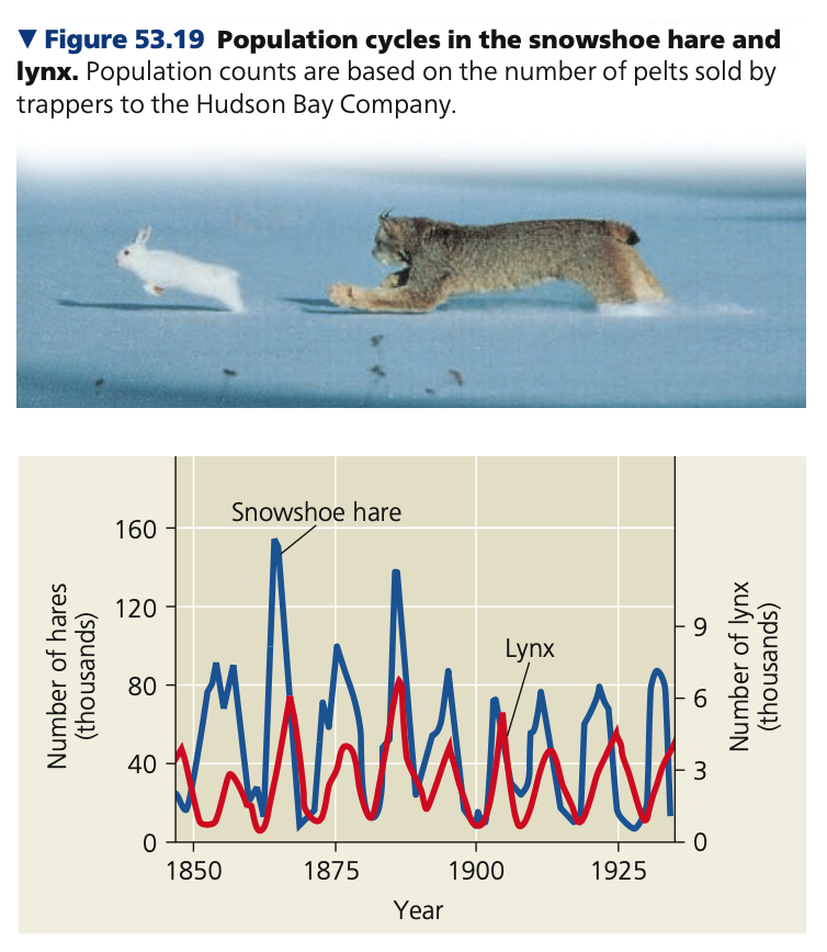2nd Hypothesis
- Cycles may be due to predator-prey interactions
■ Many predators other than lynx eat hares, and they may overexploit their prey
■ Predators (lynx, coyotes, hawks, and owls) killed 95% of hares in conducted studies
● No hares died due to starvation
■ Predator overexploitation thus seems to be an essential part of snowshoe hare cycles
● With no predators, it is unlikely that hare populations will cycle in Northern Canada 
● When predators were excluded from the area, the collapse in the cycle was nearly eliminated
■ Second hypothesis is ______