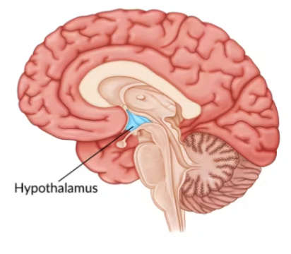 <p>a glandular structure below the thalamus of the brain</p>