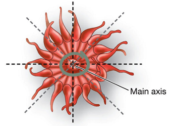 <p>Identify the symmetrical pattern (cnidarian).</p>