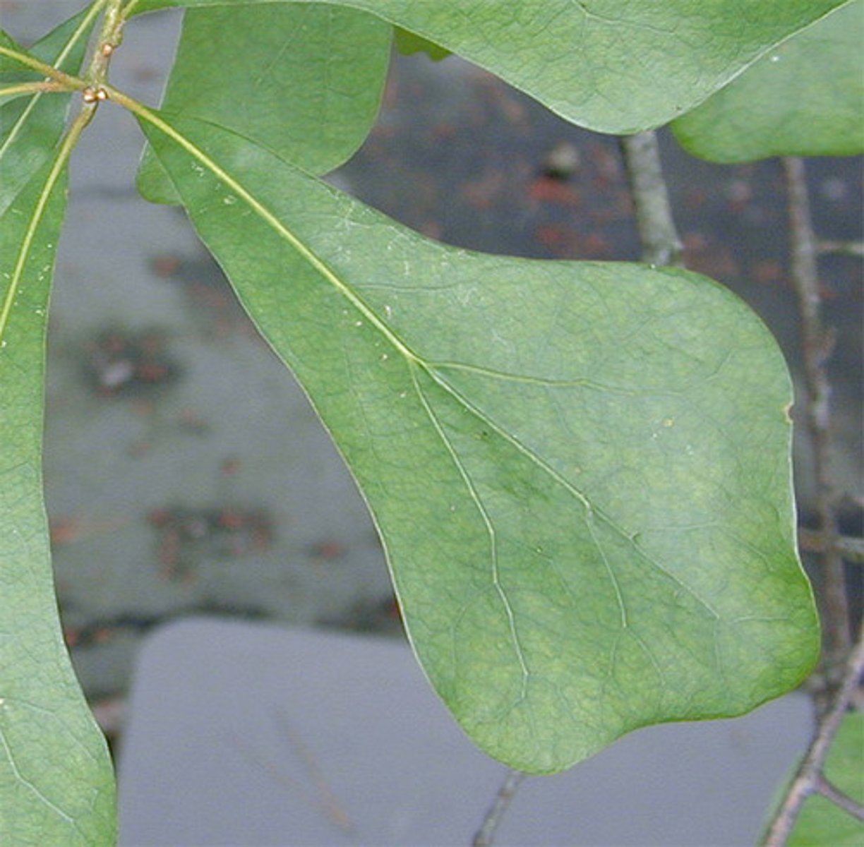 <p>a broad, rounded tip that tapers down to a narrow, elongated base</p>