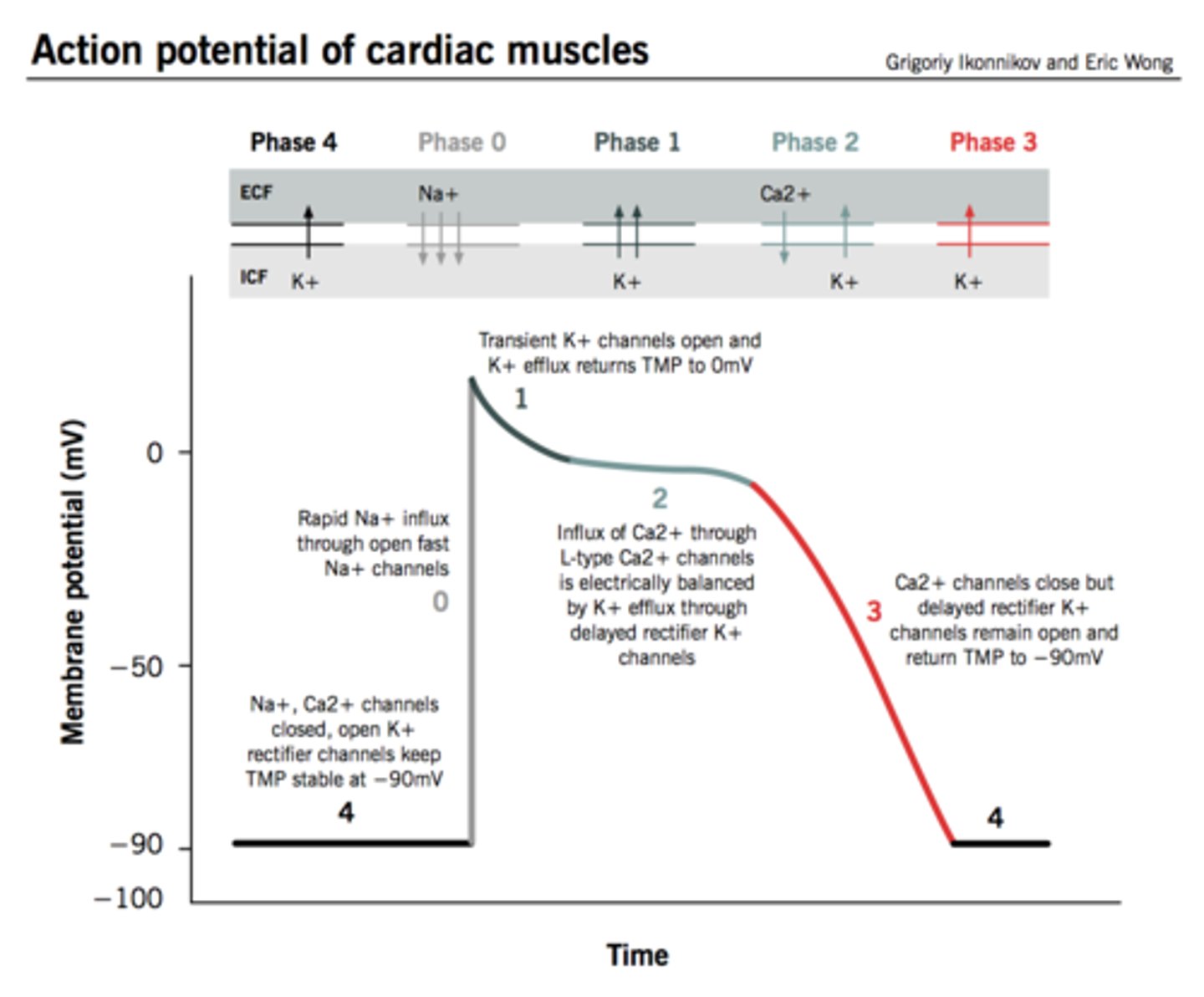 <p>During the cardiac muscle action potential, explain what goes in and out of the cell during each phase.</p>