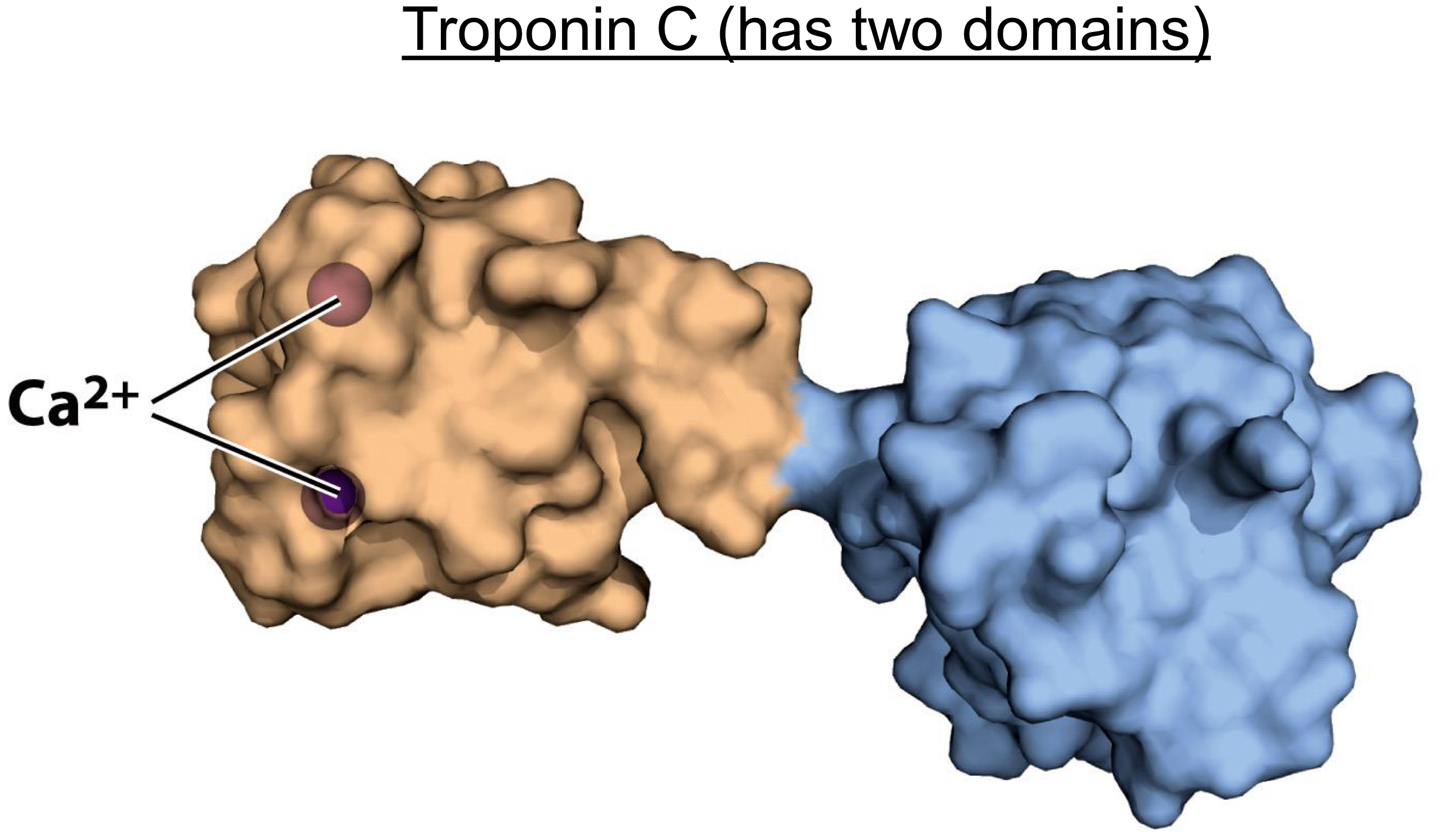 <p>Globular-tertiary structure</p>